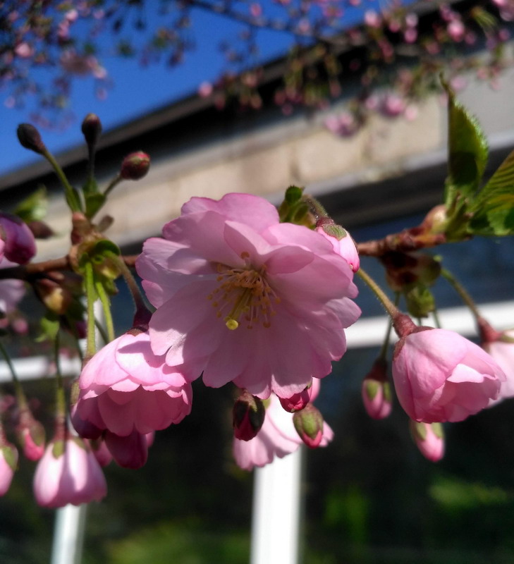 Традиции наблюдения за цветением сакуры появились и в Кривом Роге