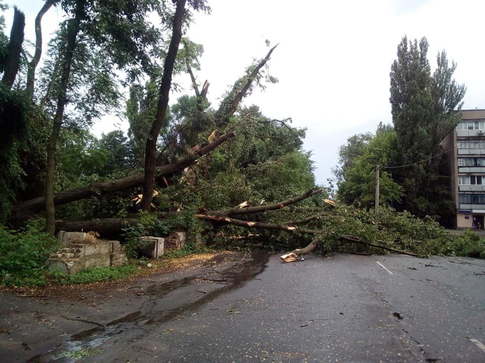 Ураганный ветер повалил деревья в Кривом Роге 