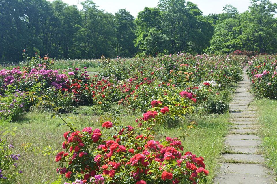 Розы из Криворожского Ботанического сада 
