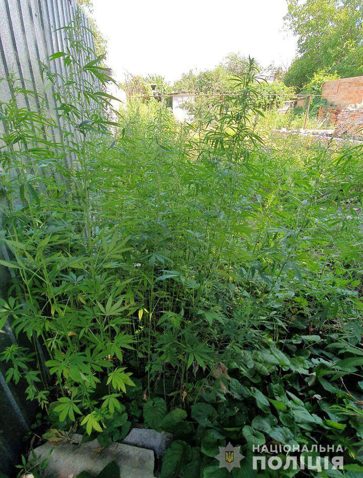 Наркосодержащие растения посадил и культивировал 43-летний ранее судимый житель Терновского района