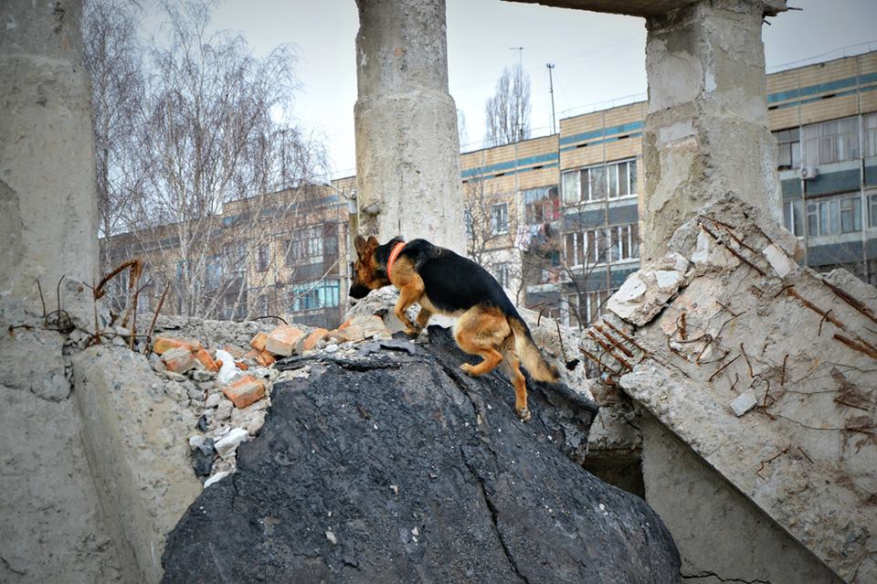 Собаки, которые прошли подготовку, помогают в поиске людей под завалами