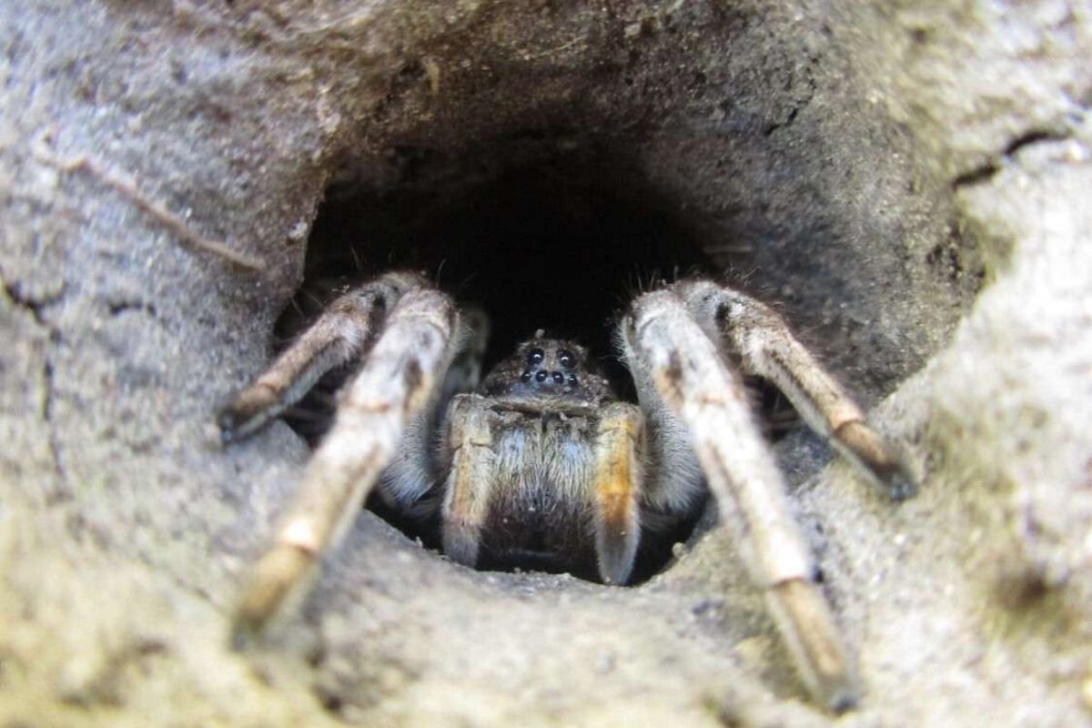 Так выглядит тарантул южнорусский.