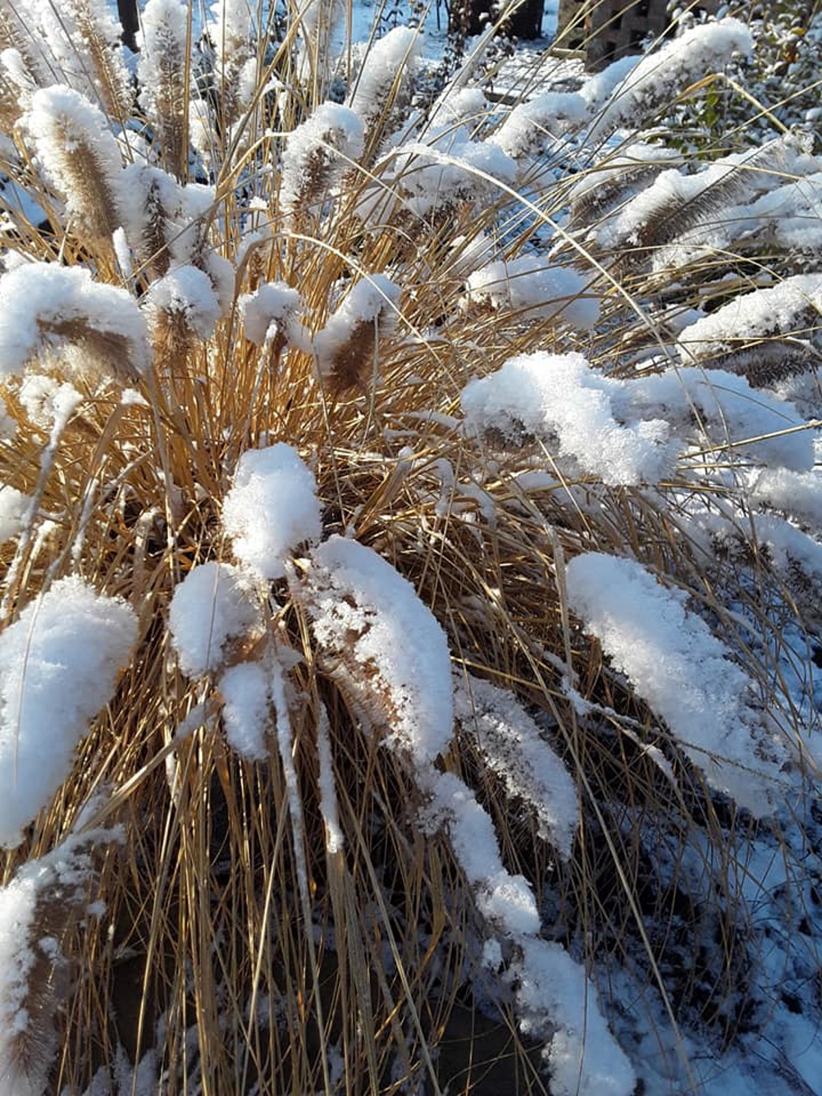 Таисия Павлова