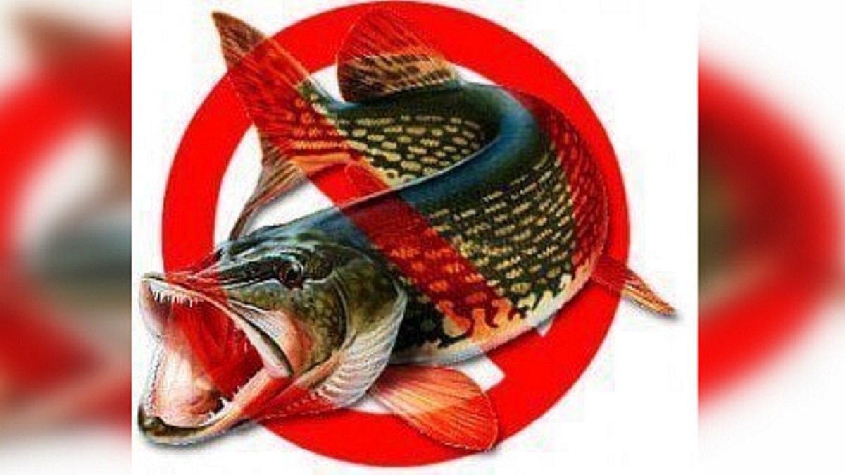 Запрет на щуку в ростовской. Запрет на рыбалку. Щука запрет. Запрет на ловлю щуки. Запрет на вылов щуки.