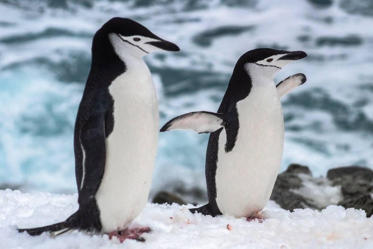 Вглиб Антарктиди ці пінгвіни не заходять.