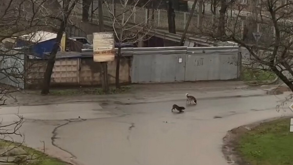 Збивши тварину, водій автівки не поцікавився її станом