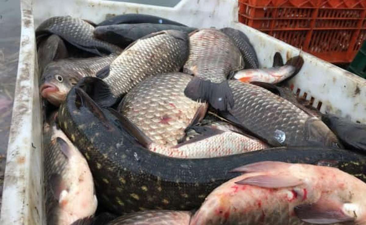 Інспектори рибоохорони виявили майже 1,7 тону безхозної риби.