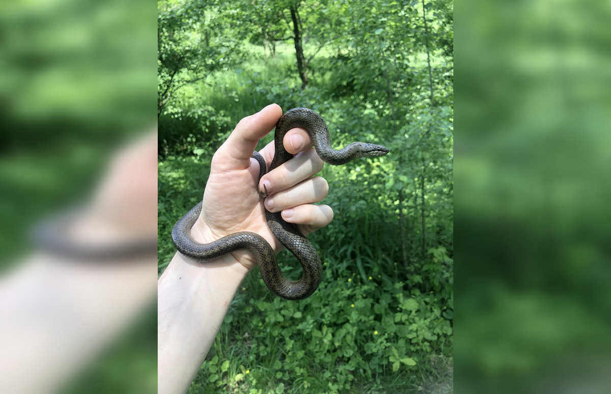 Мідянка звичайна - неотруйна змія родини полозових