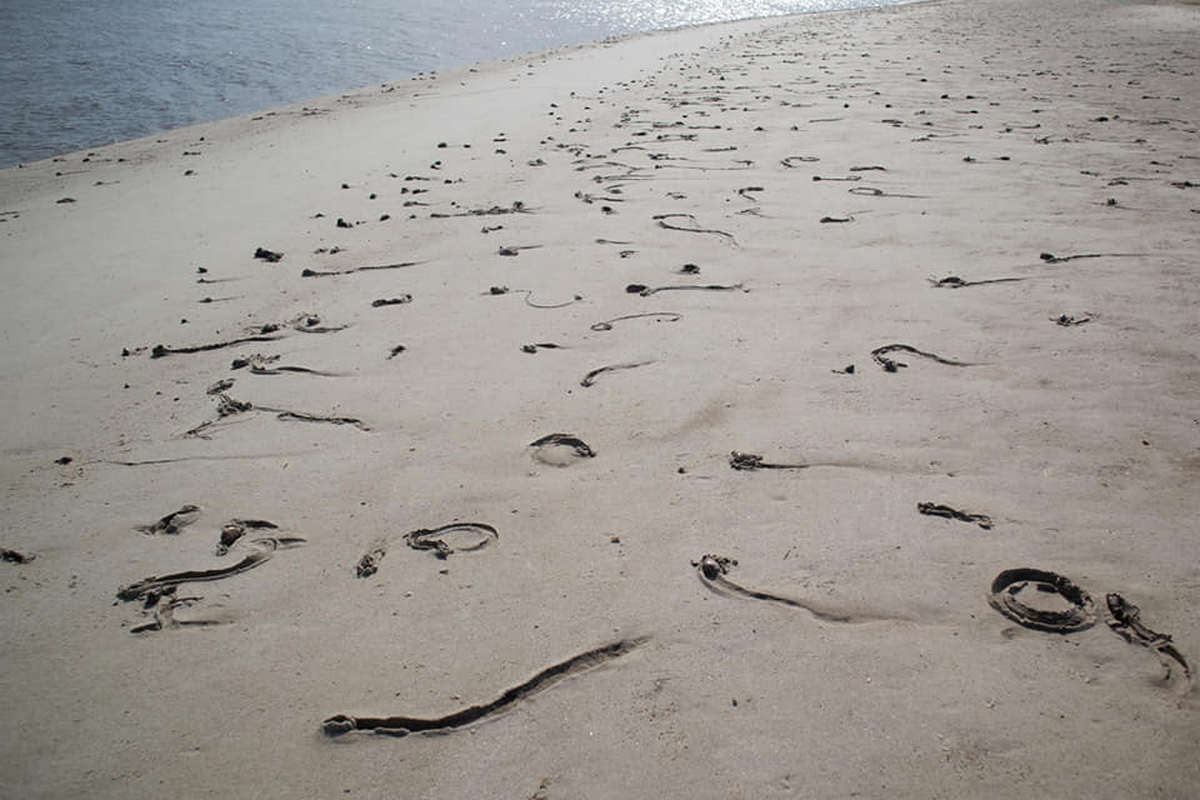 Сотні молюсків намагаються переміститись до води, створюючи на піску чудернацькі візерунки, але більшість з них нажаль гине.