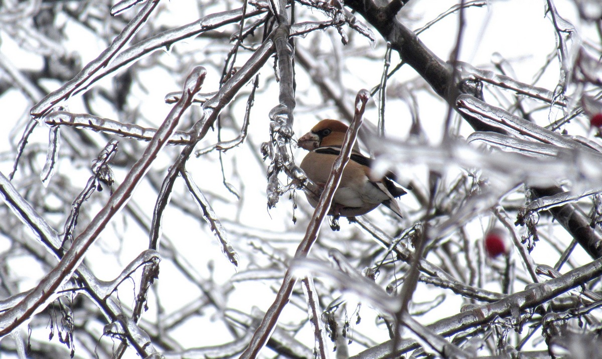 Птах на вкритому льодом дереві здається новорічною іграшкою