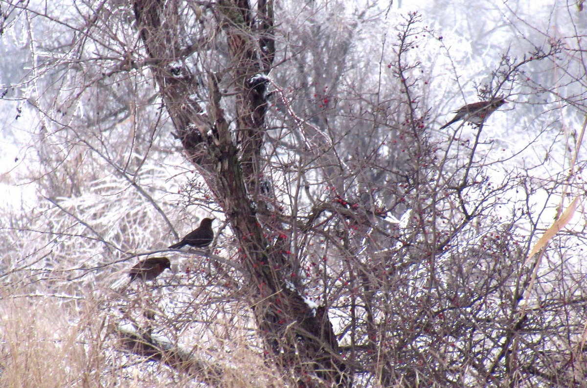 Птахи на дереві біля ставка