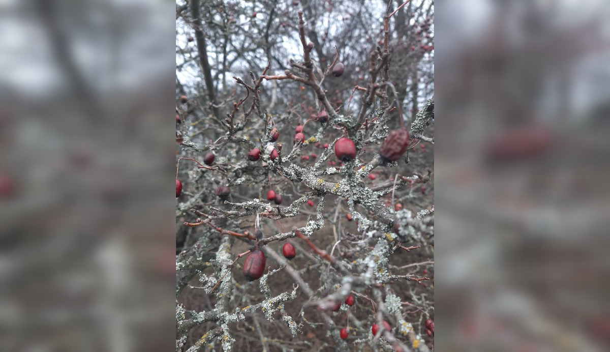 Ягоди на деревах здаються ялинковими прикрасами