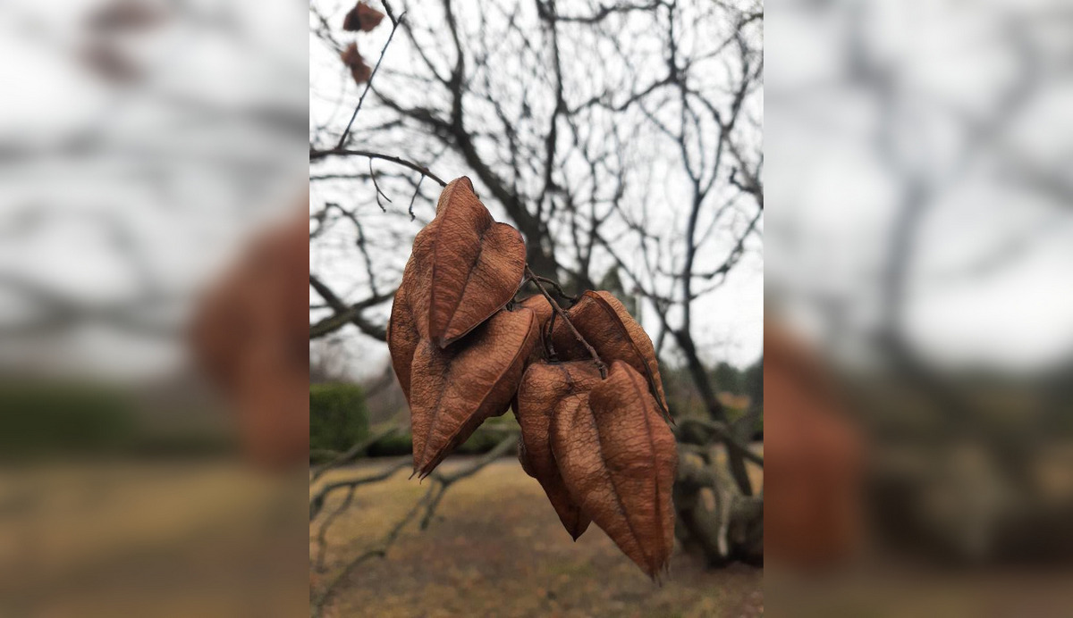 Листя, що залишилося на деревах, стало коричневим