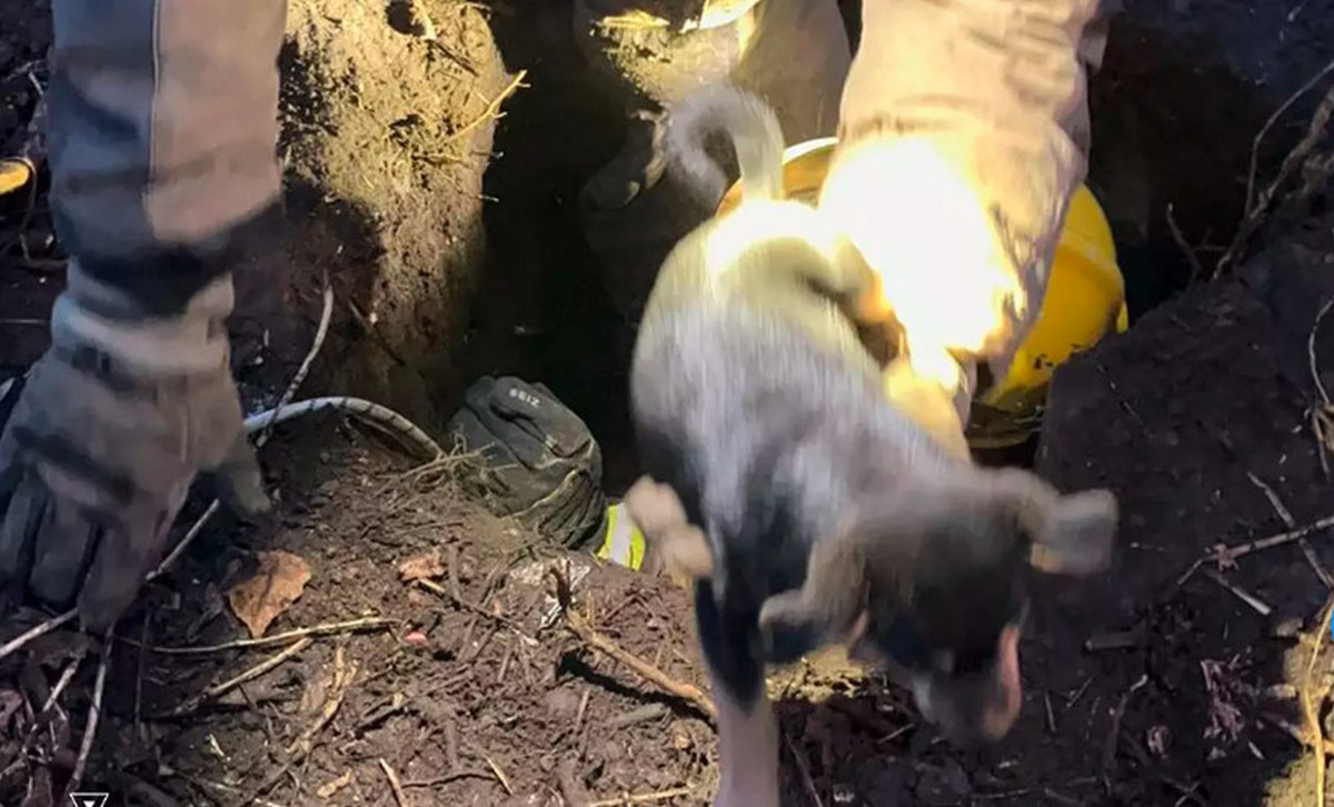 Співробітники ДСНС спустилися до тварин і підняли їх на поверхню.