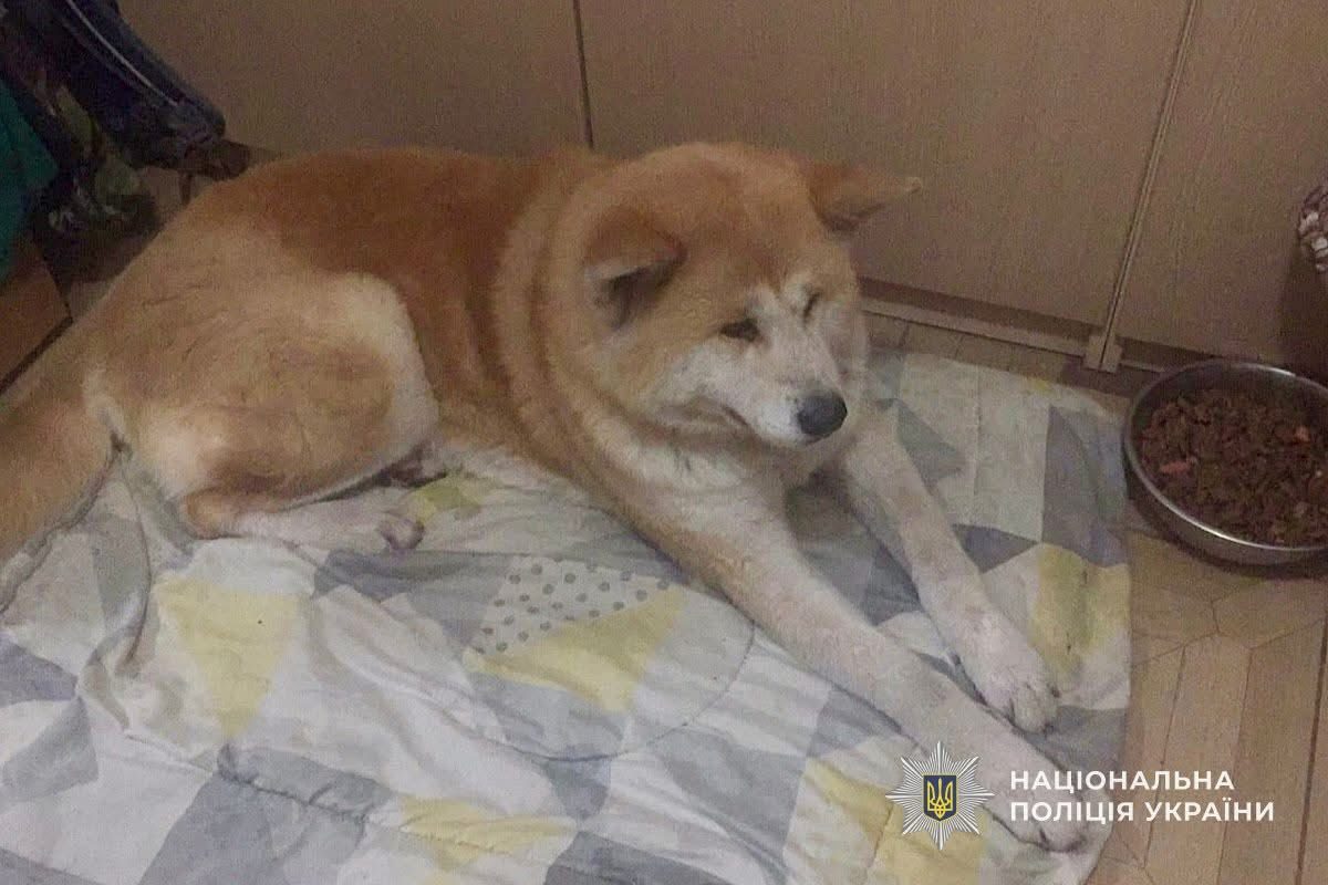 Томі вже дома