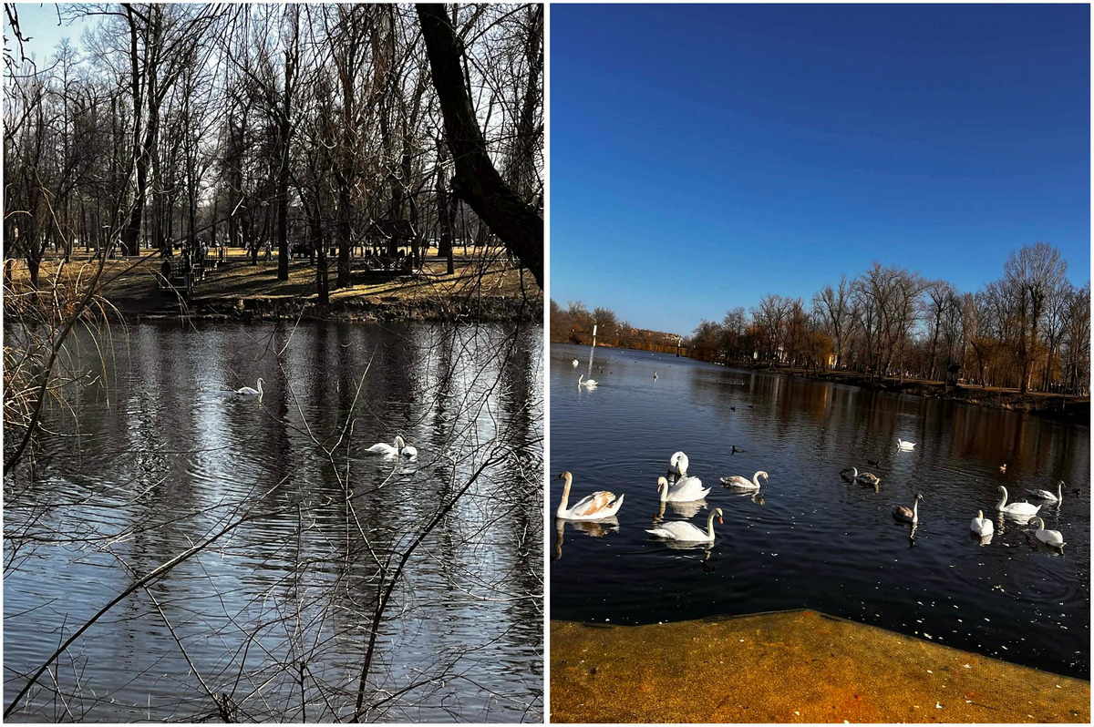 Лебеді у парку ім. Мершавцева