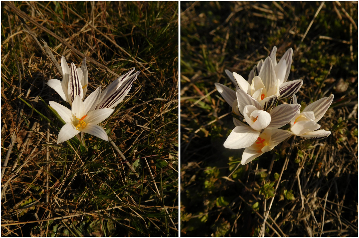 Ці квіти з'являються першими Ці квіти з'являються першими