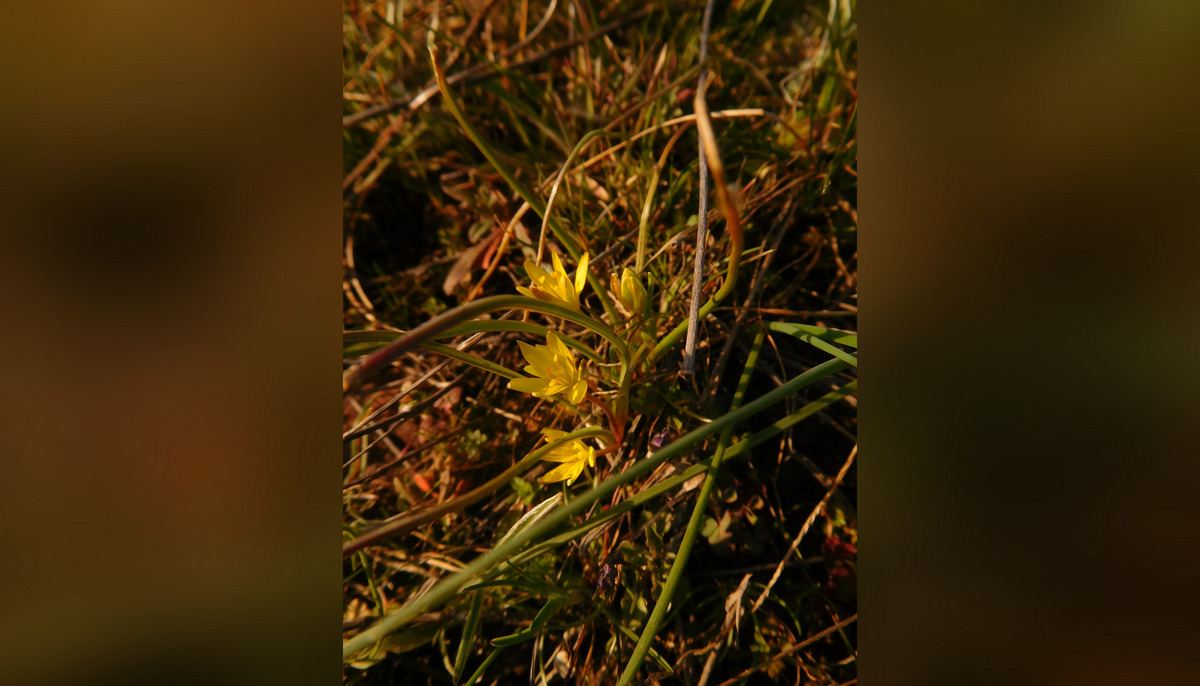 У Кривому Розі з'явилися першоцвіти У Кривому Розі з'явилися першоцвіти