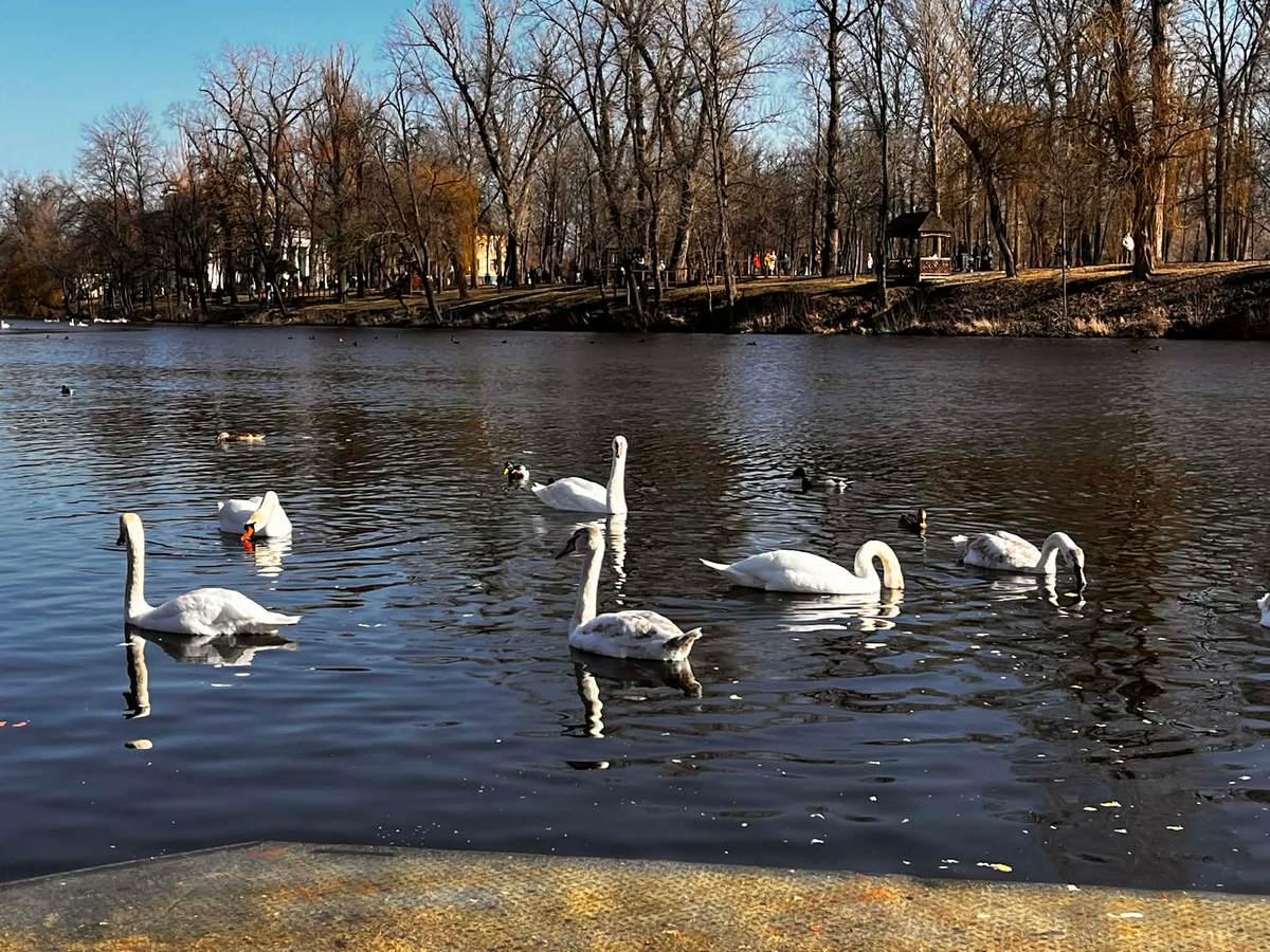 Лебедів ніхто не ображає