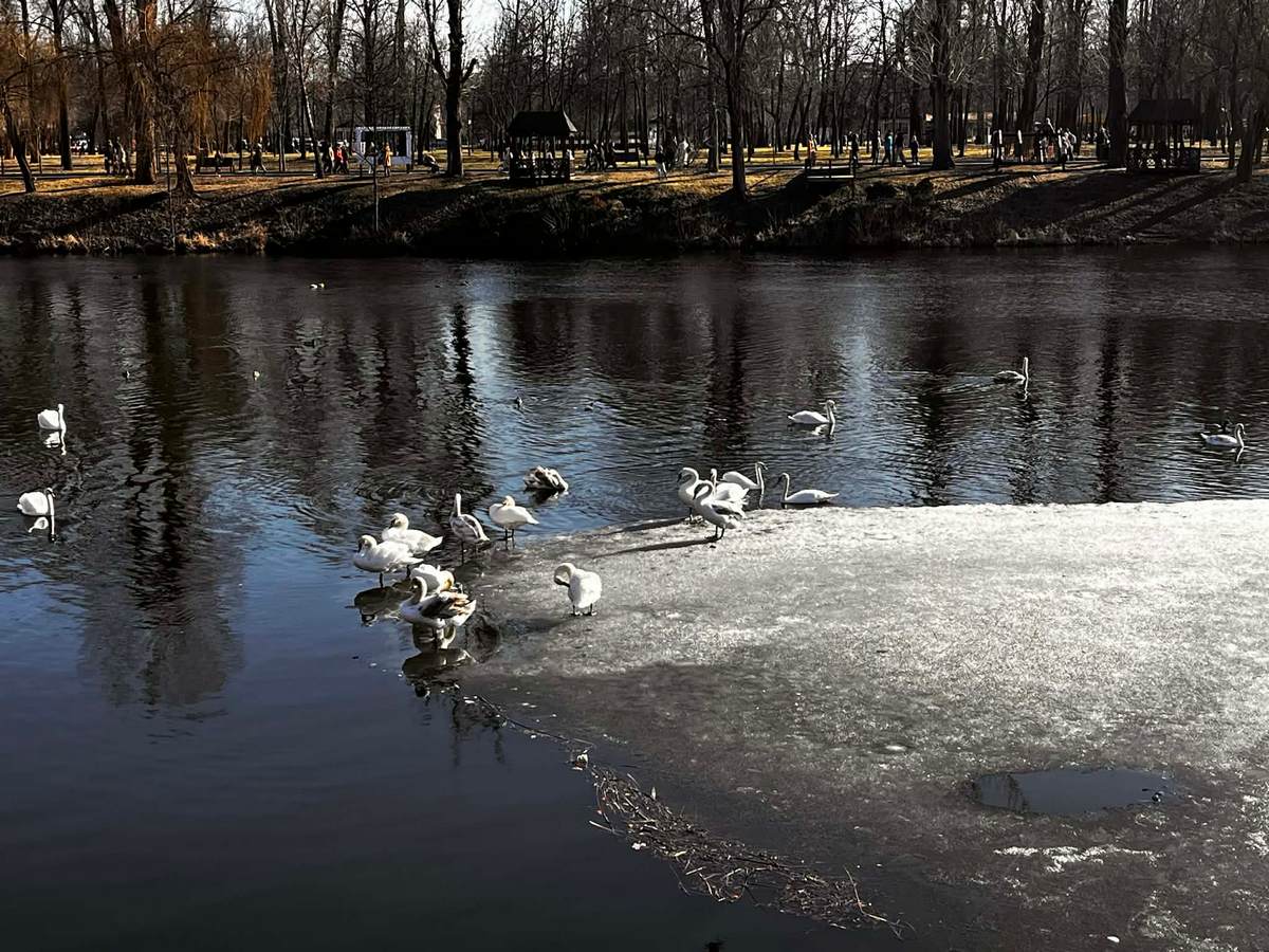 Птахам тут дуже комфортно