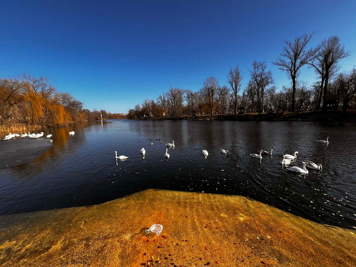 Мешканці підгодовують птахів