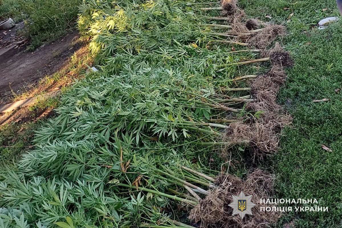 У Кривому Розі 47-річний місцевий мешканець доглядав та вирощував нарковмісні рослини У Кривому Розі 47-річний місцевий мешканець доглядав та вирощував нарковмісні рослини