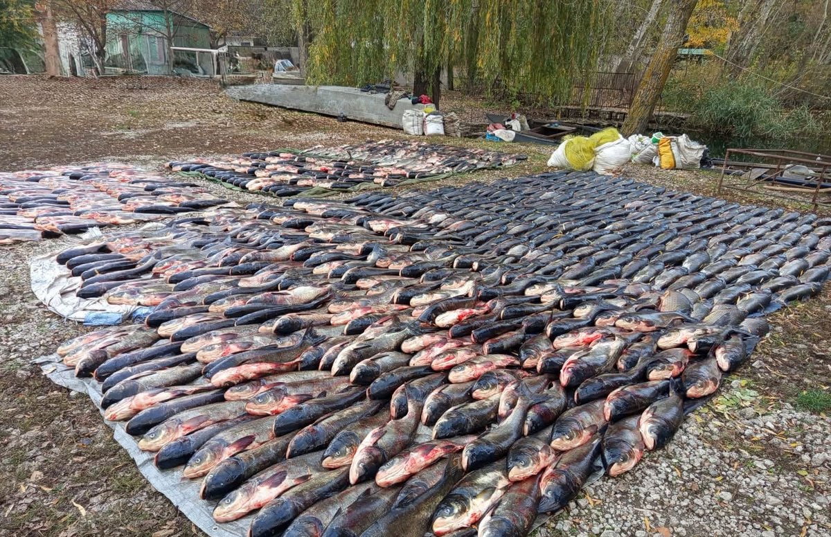 Загальна вага незаконно добутої риби становить 6 261 кг. Загальна вага незаконно добутої риби становить 6 261 кг.