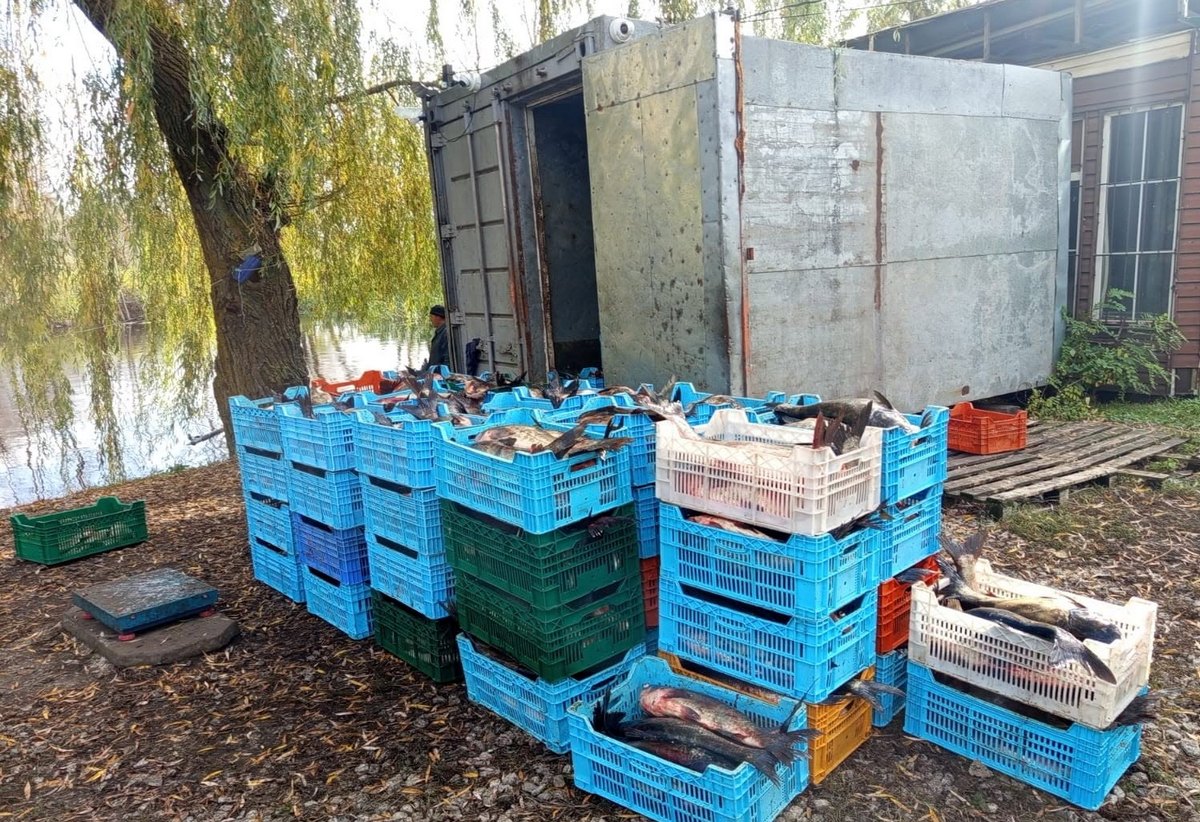 Незаконно добуту рибу передано на відповідальне зберігання. Незаконно добуту рибу передано на відповідальне зберігання.