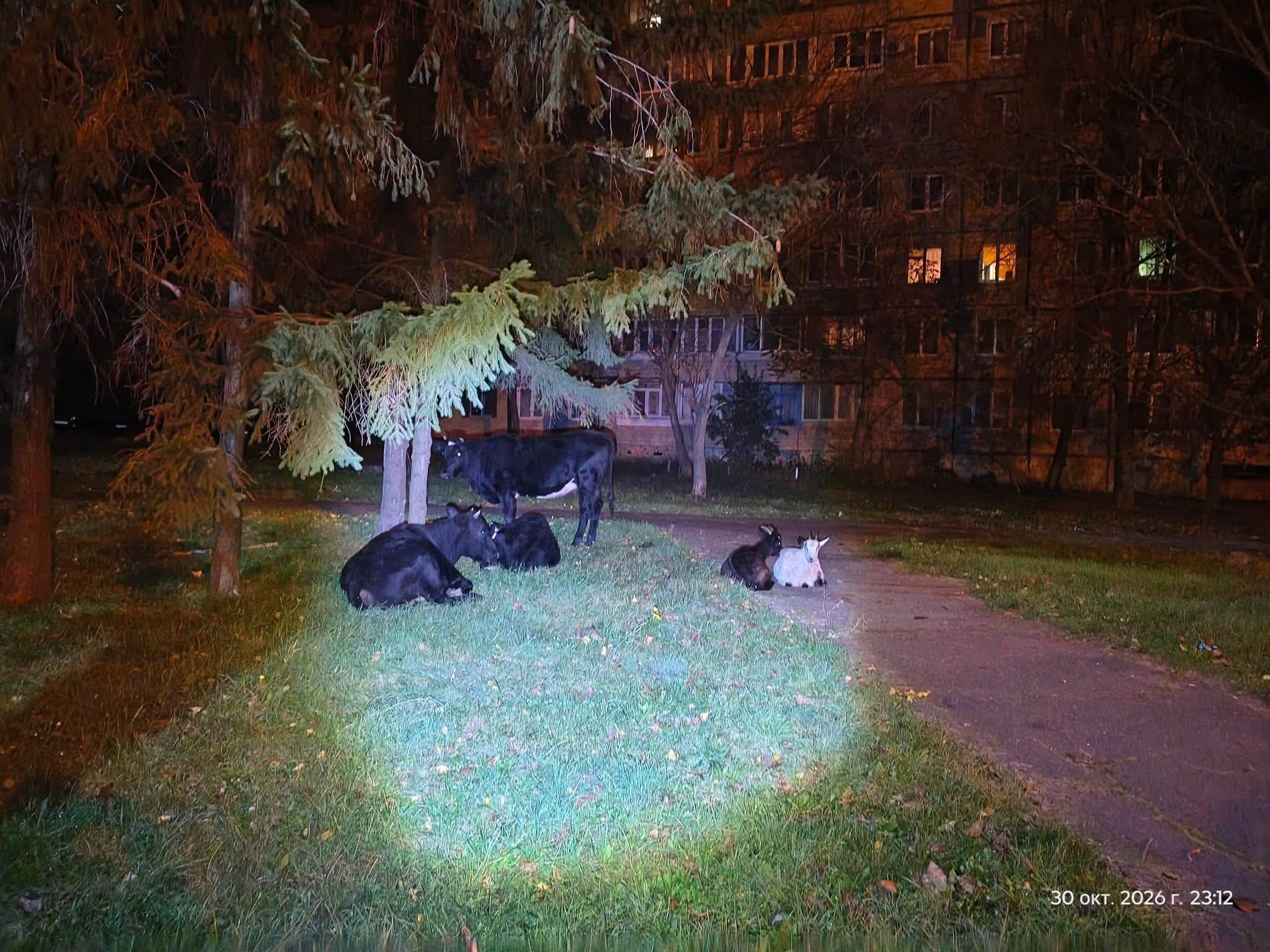 Тварини ночують на вулиці